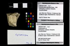 Foto (Objekt + Etikett) von Cycloprosopon sp.  (NHMW-GEO-1990-0041-3947)
